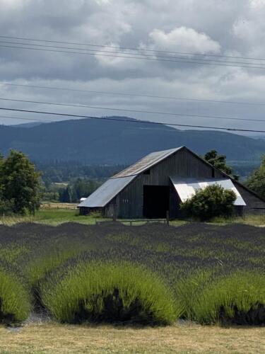 Kitty B's Lavender Farm