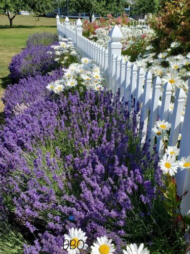 Kitty B's Lavender Farm