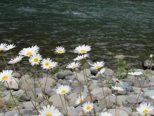 Daisies