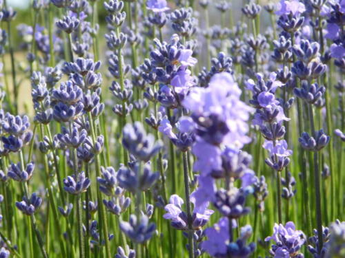 Lavender