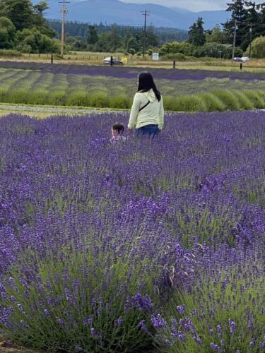 Lavender Farm