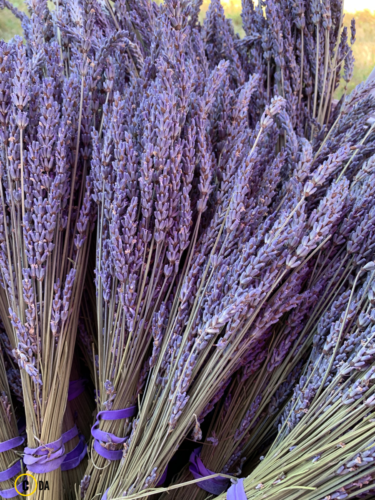 Fleurish Lavender 