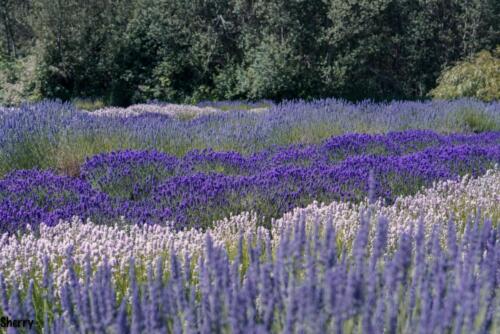 Lavender Farm