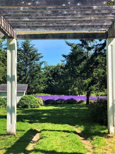 Martha Lane Lavender Farm