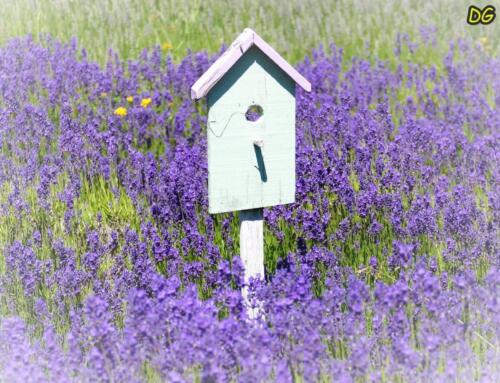 Martha Lane Lavender Farm