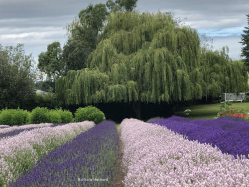 Purple Haze Lavender Farm